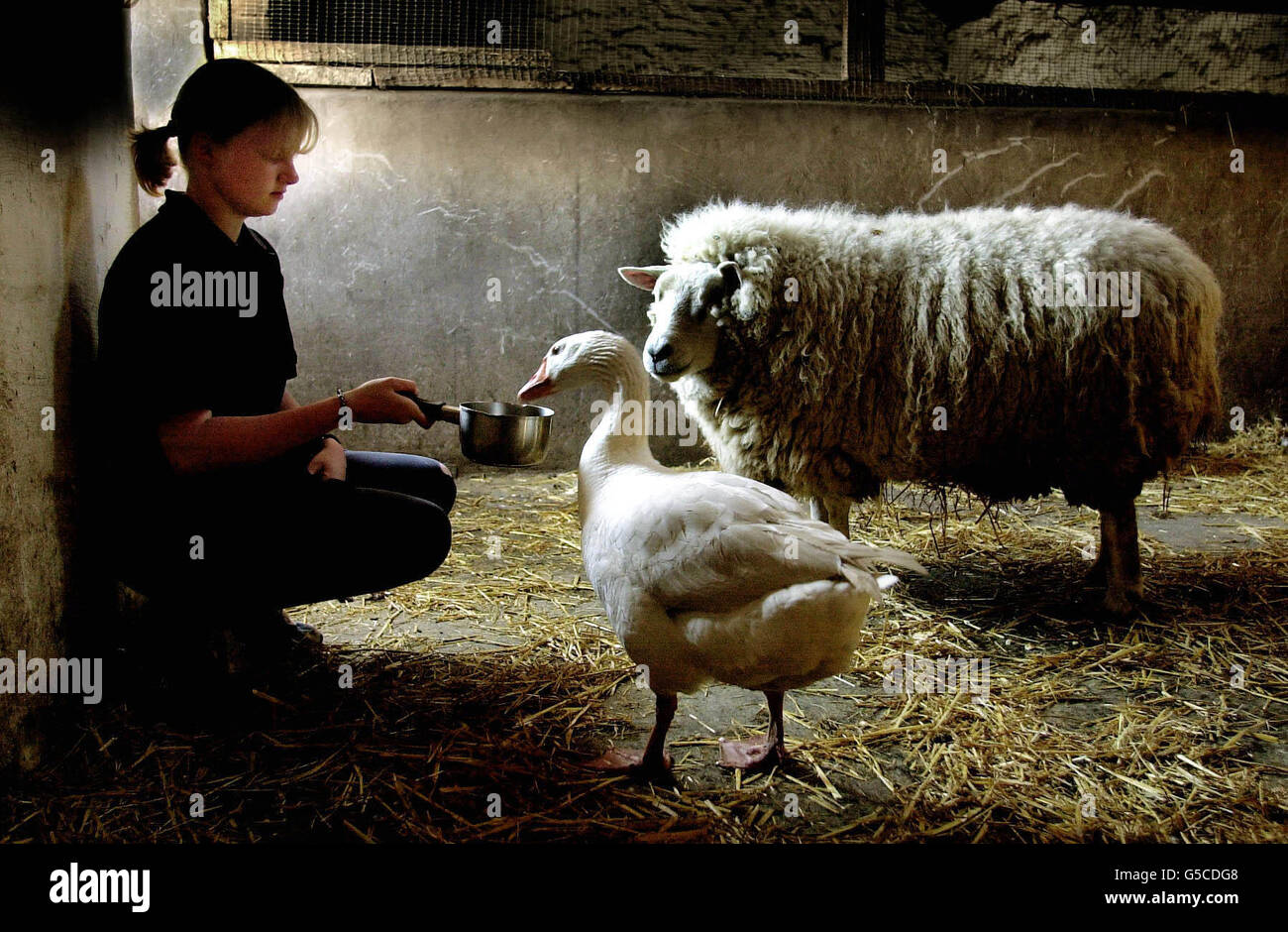 Pied-bouche Centre Animaux Banque D'Images