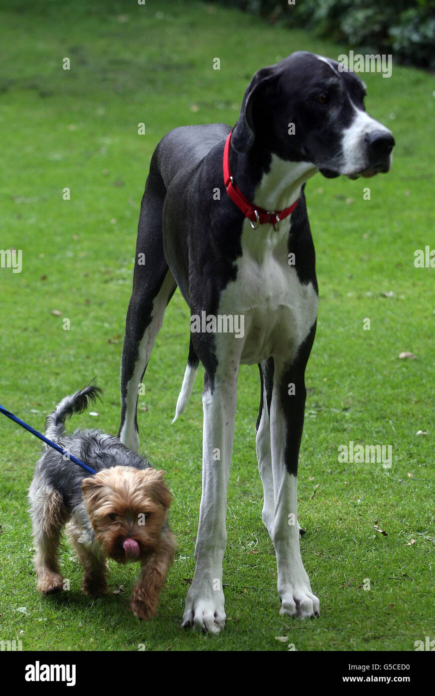 Cooper The Great Dane, qui a une part dans le Edinburgh Fringe Festival joue dans le parc avec un chien de passage appelé Glen, dans une pause de son spectacle appelé écouter. Banque D'Images