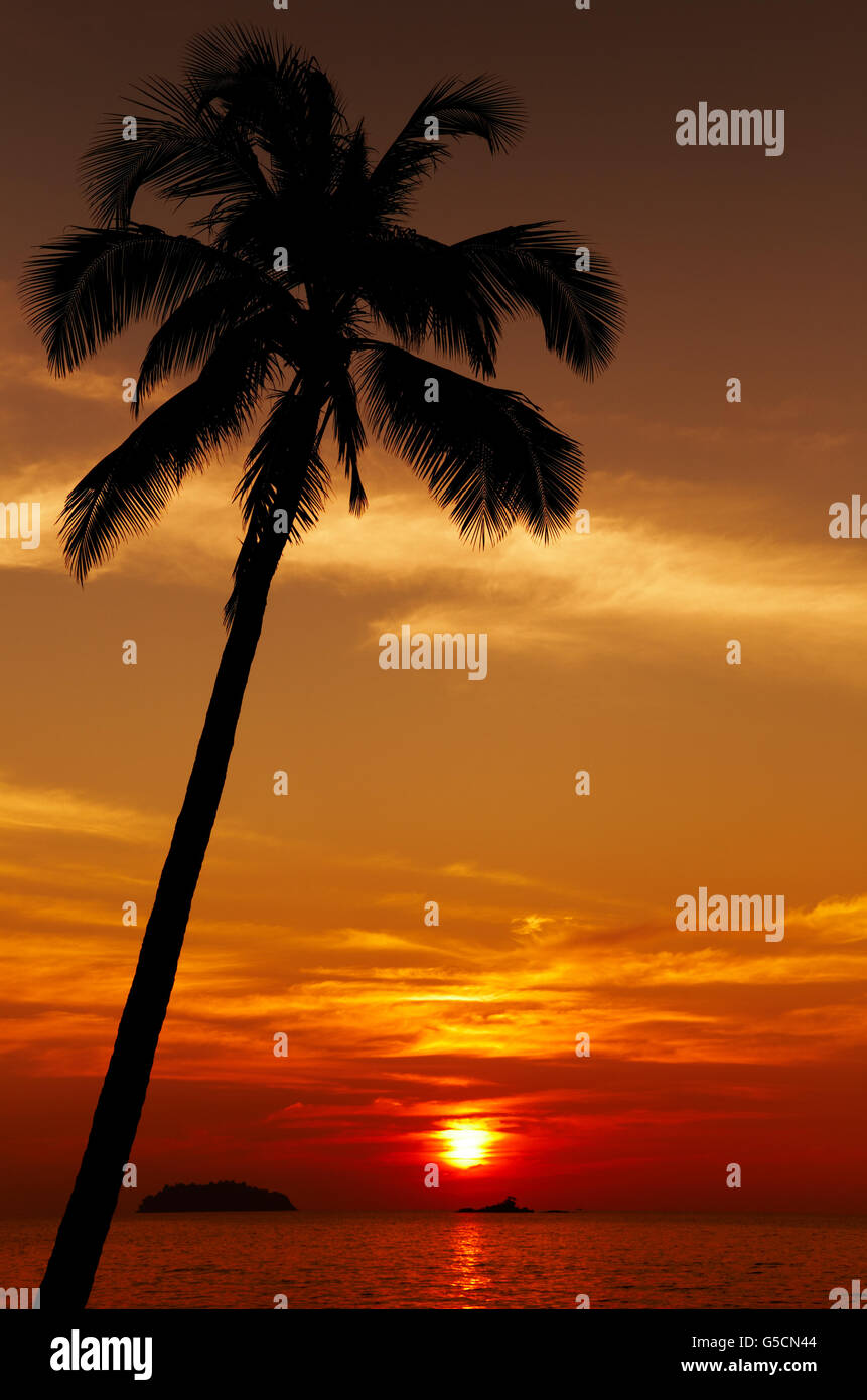 Palm tree silhouette au coucher du soleil, Chang island, Thaïlande Banque D'Images