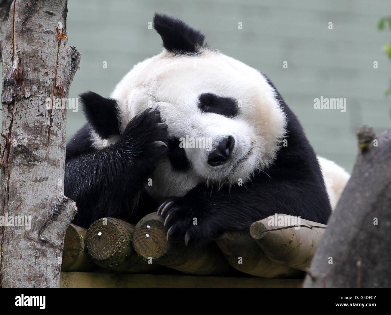 Tian Tian le Panda dans son enceinte au zoo d'Édimbourg à l'occasion de son neuvième anniversaire. Banque D'Images