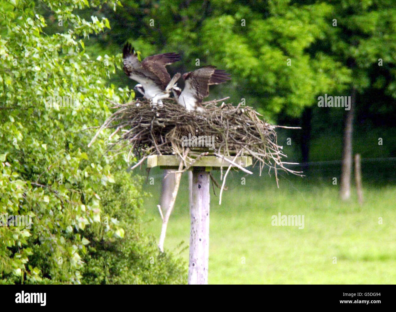 Ospreys sur un nid à Rutland, Leicestershire. Des experts de la faune ont fêté hier après qu'un poussin en voie de disparition ait éclos en Angleterre pour la première fois en 150 ans. Le succès suscite l'espoir que les oiseaux qui mangeaient des poissons pourraient à nouveau devenir un point de vue commun en Angleterre. * le poussin a éclos après un projet de cinq ans à la réserve naturelle de Rutland Water. Les ospreys ne se reproduisent qu'en Écosse, mais Leicestershire et Rutland Wildlife Trust, Anglian Water et Highland Foundation for Wildlife tentent de les réintroduire au sud de la frontière. Banque D'Images