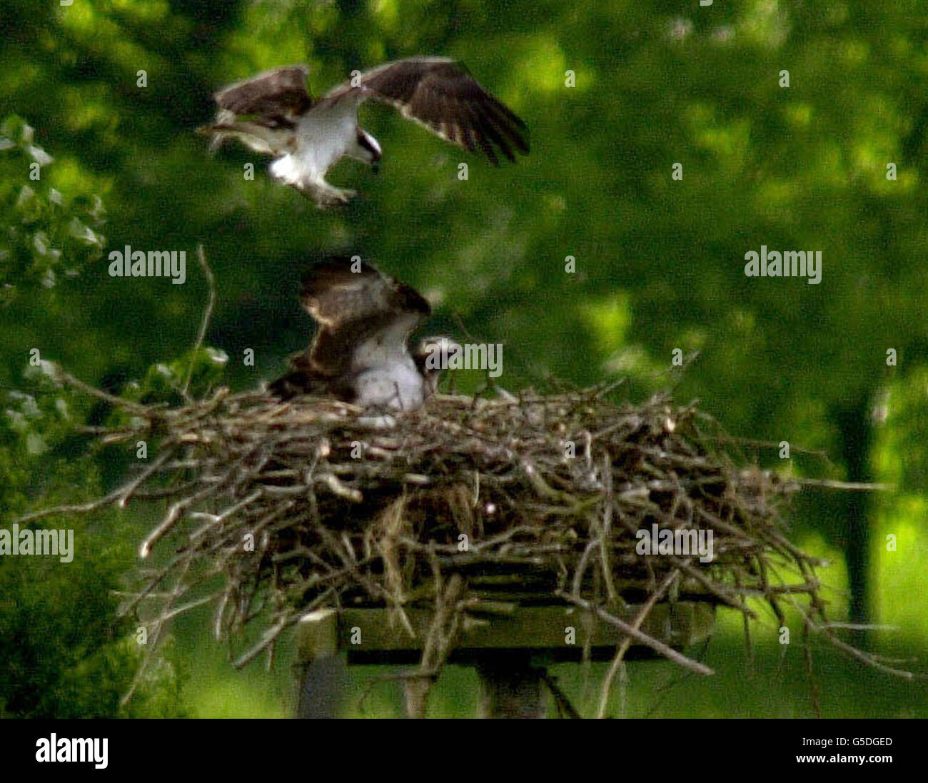 Ospreys sur un nid à Rutland, Leicestershire. Des experts de la faune ont fêté hier après qu'un poussin en voie de disparition ait éclos en Angleterre pour la première fois en 150 ans. Le succès suscite l'espoir que les oiseaux qui mangeaient des poissons pourraient à nouveau devenir un point de vue commun en Angleterre. * le poussin a éclos après un projet de cinq ans à la réserve naturelle de Rutland Water. Les ospreys ne se reproduisent qu'en Écosse, mais Leicestershire et Rutland Wildlife Trust, Anglian Water et Highland Foundation for Wildlife tentent de les réintroduire au sud de la frontière. Banque D'Images