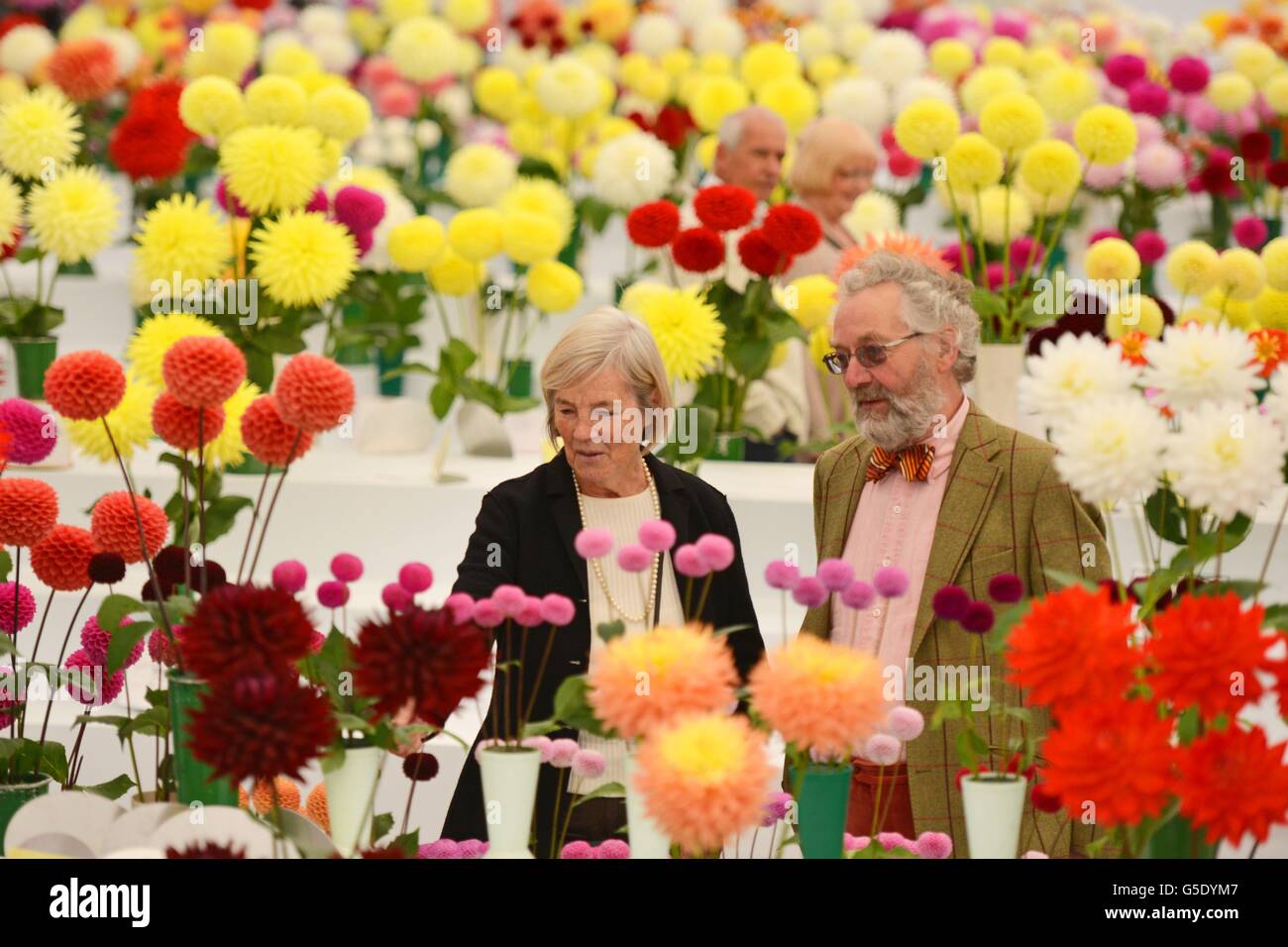 John Rowland et Ann Prudden, de Swaledale, en regardant les expositions colorées de Dahlia au spectacle de fleurs de Harrogate dans le North Yorkshire. Banque D'Images