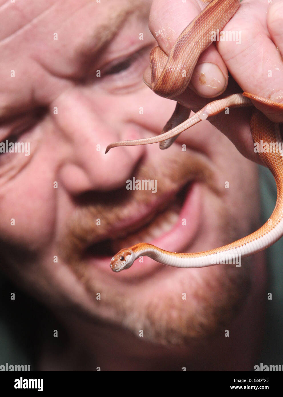 Kevin Thom, membre du personnel, avec deux jeunes serpents de maïs au Butterfly and Insect World, Édimbourg. APPUYEZ SUR ASSOCIATION photo. Date de la photo: Samedi 15 septembre 2012. Les serpents sont nés à l'installation mais sont natifs de l'Amérique. Le crédit photo devrait se lire comme suit : David Cheskin/PA Wire Banque D'Images