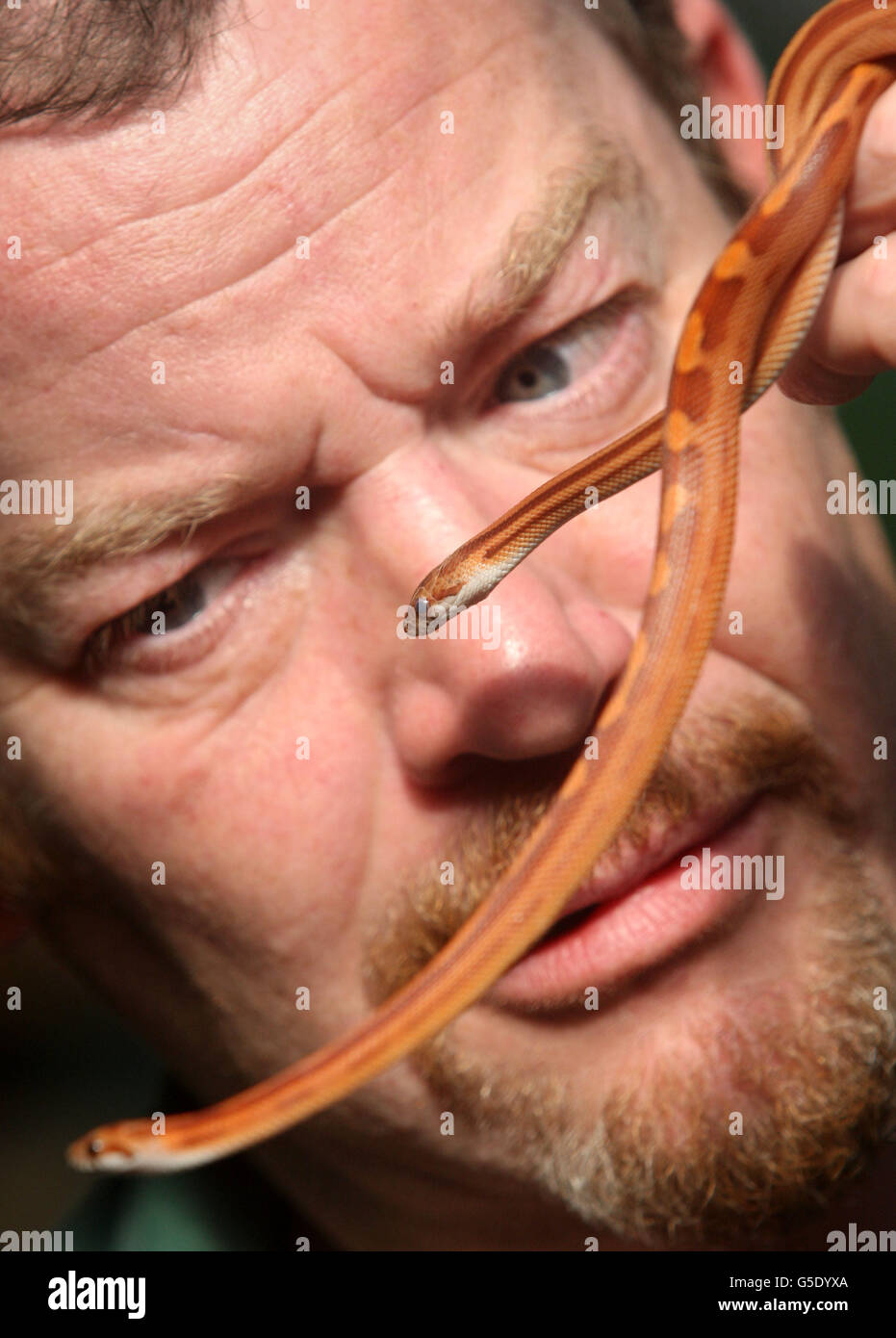 Kevin Thom, membre du personnel, avec deux jeunes serpents de maïs au Butterfly and Insect World, Édimbourg. Banque D'Images