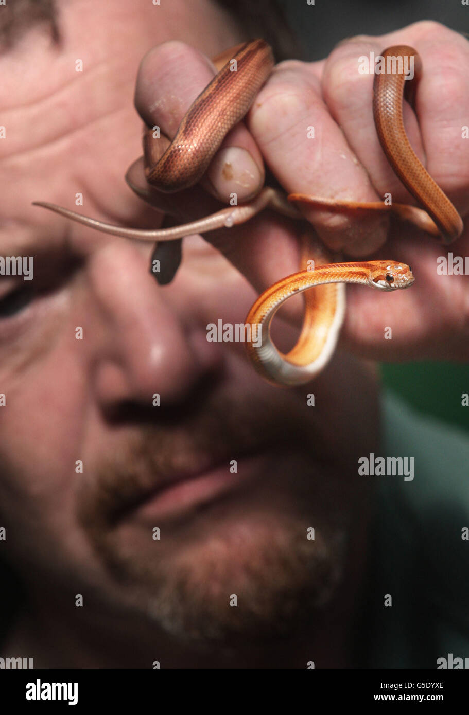 Kevin Thom, membre du personnel, avec deux jeunes serpents de maïs au Butterfly and Insect World, Édimbourg. Banque D'Images