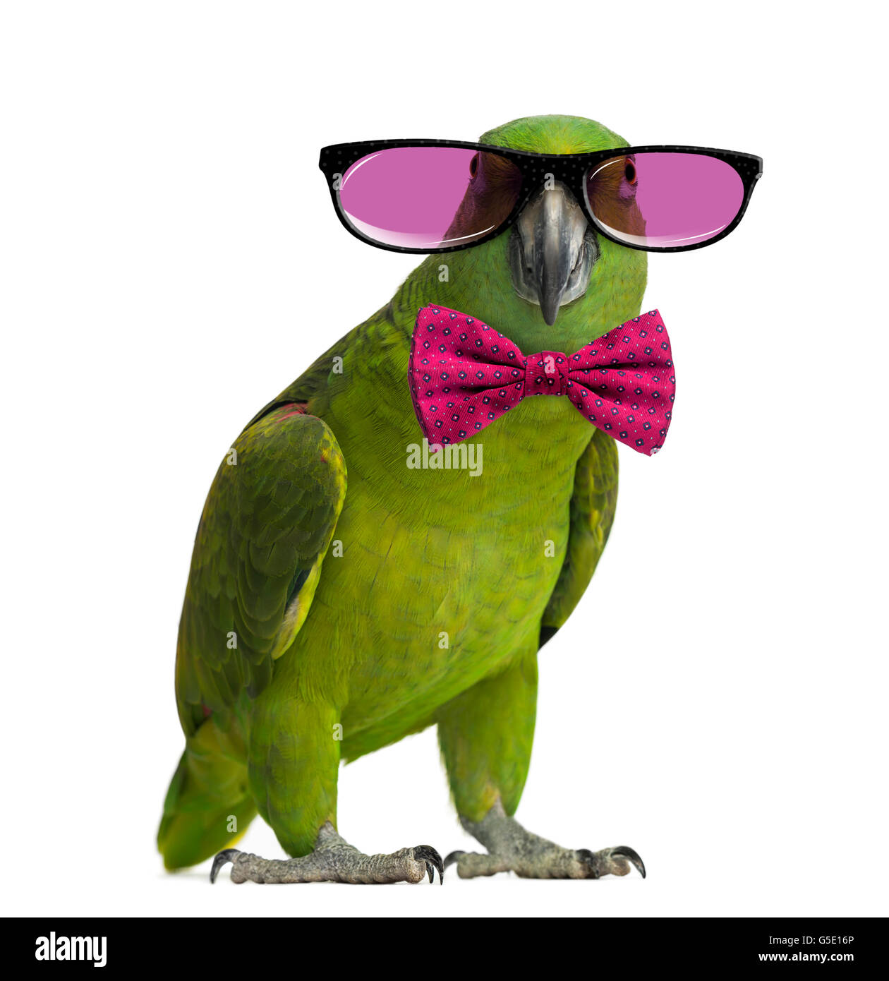 Perroquet à nuque jaune portant des lunettes et un noeud papillon, isolated on white Banque D'Images