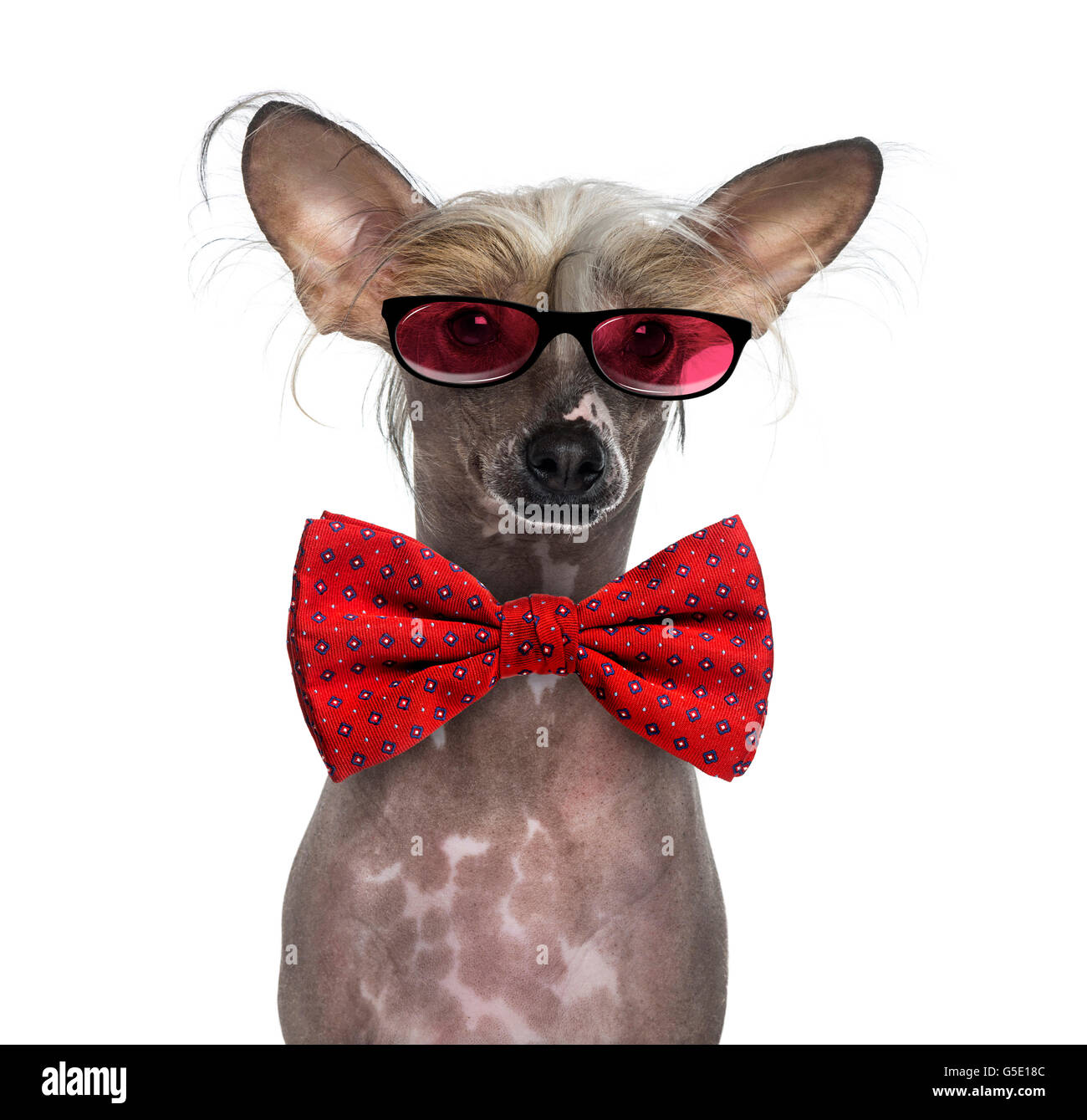 Chien Chinois à Crête nu portant des lunettes et une cravate d'arc Banque D'Images
