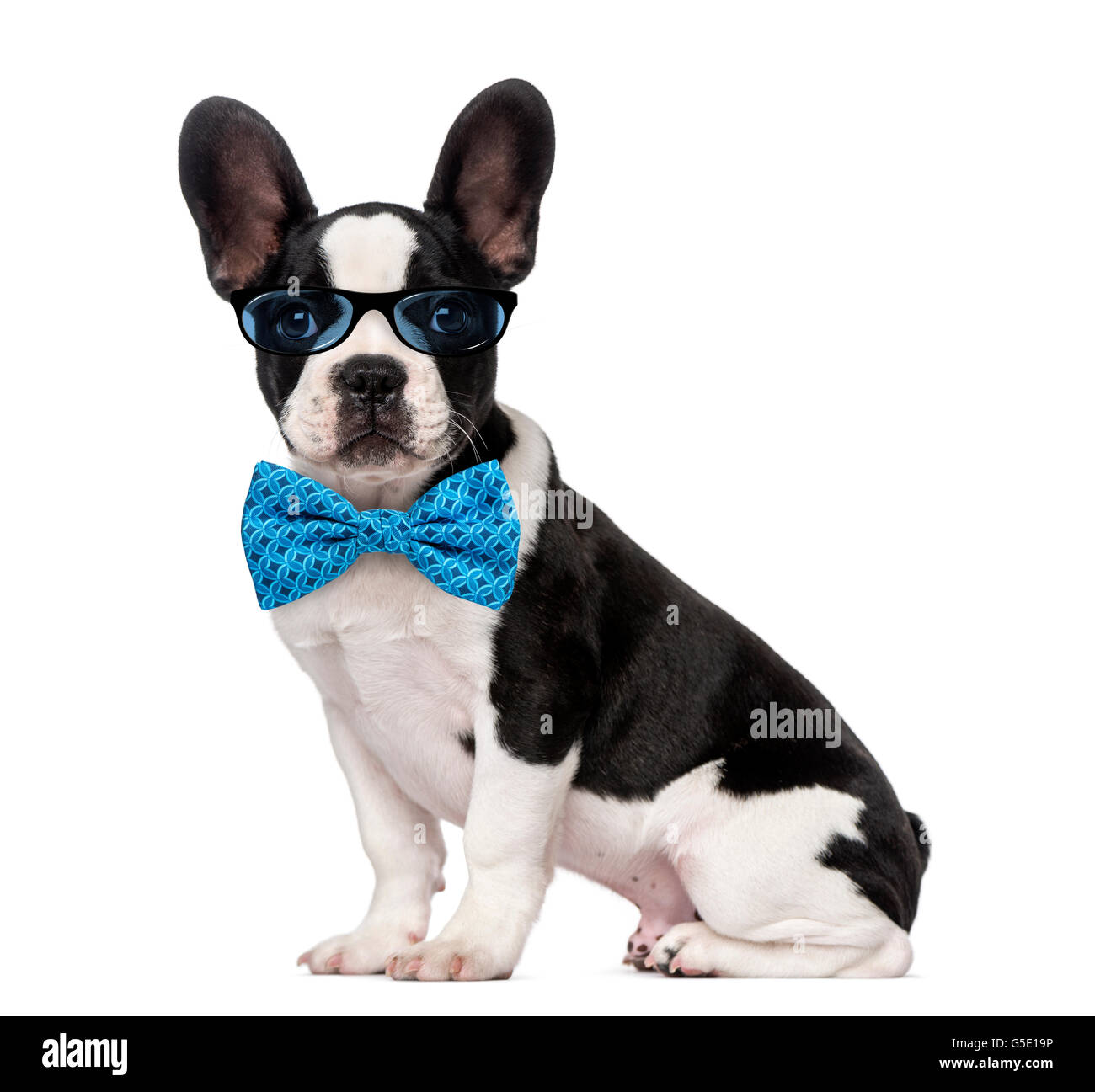 Bouledogue français chiot (3 mois) portant des lunettes et une cravate d'arc Banque D'Images