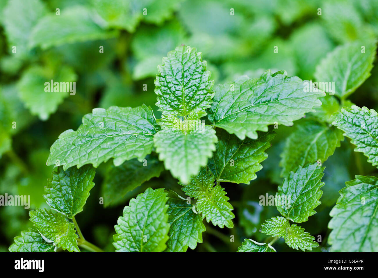 La mélisse (autre nom) Banque D'Images