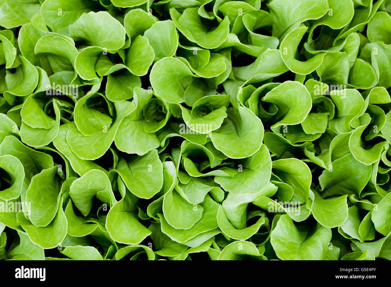 La laitue (Lactuca sativa) Banque D'Images