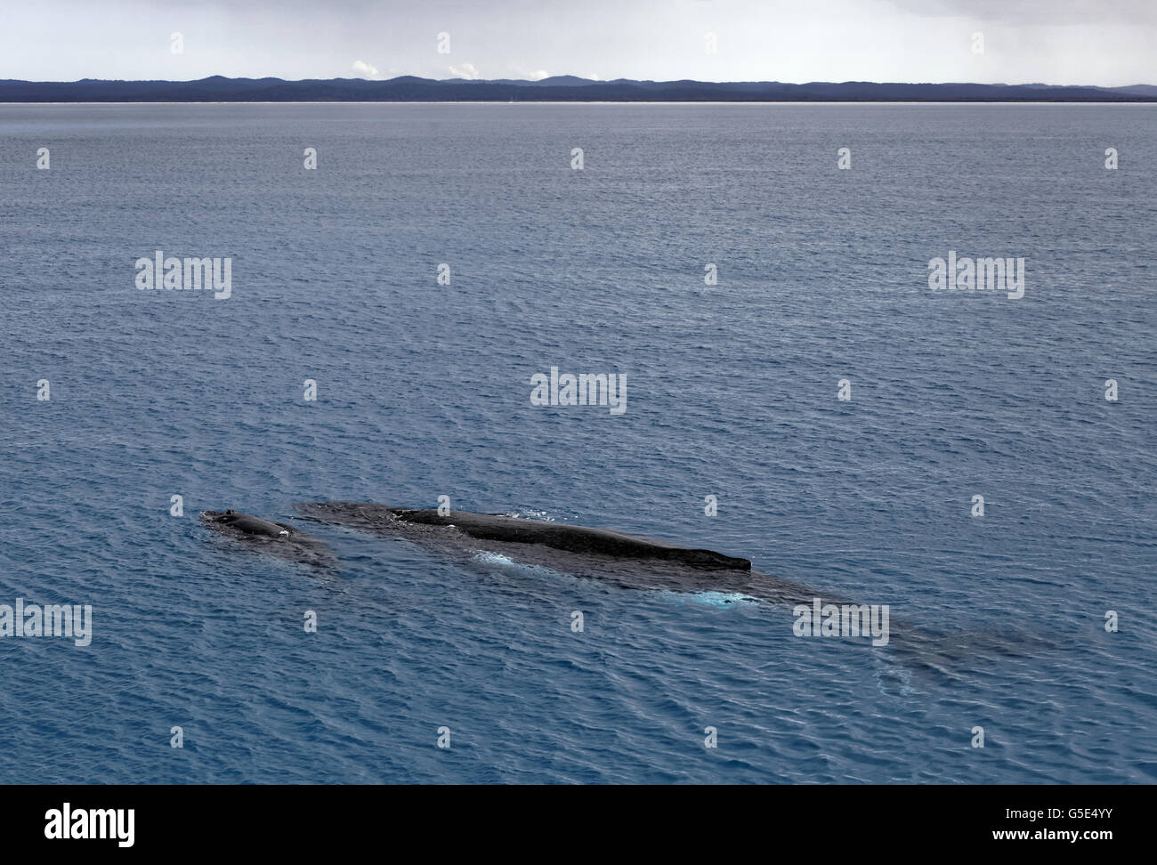 Baleine à bosse (Megaptera novaeangliae), barrage et veau à la surface de la mer, Queensland, Australie, Pacifique Banque D'Images
