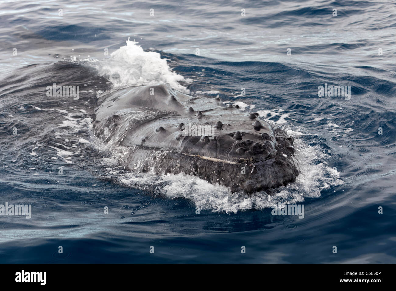 Baleine à bosse (Megaptera novaeangliae), à la surface de la mer, Queensland, Australie, Pacifique Banque D'Images