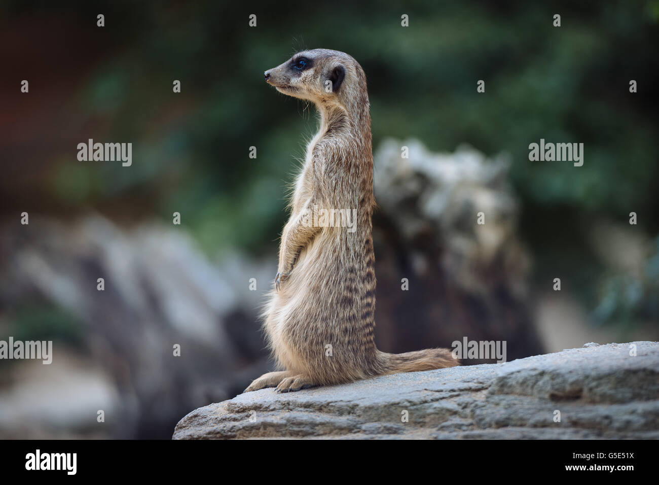 Meerkat (Suricata suricatta), l'article attentivement sur un rocher, captive, Stuttgart, Bade-Wurtemberg Banque D'Images