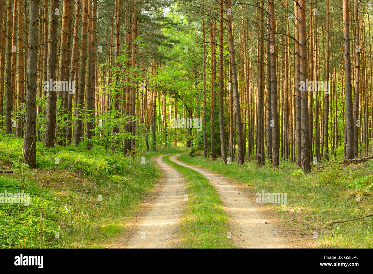 Sentier à travers forêt de pins, la régénération naturelle d'arbres à feuilles caduques, Schorfheide-Chorin, Uckermark, Brandenburg, Allemagne Banque D'Images
