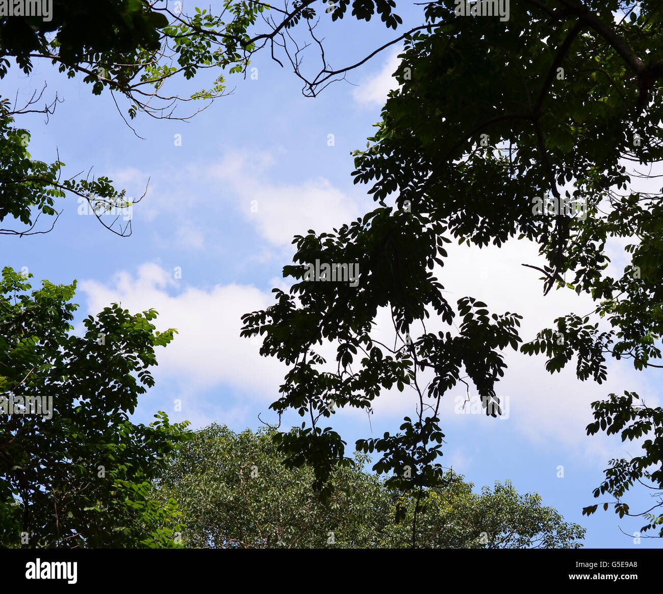 Les tons de vert feuilles avec une ambiance ciel bleu en arrière-plan dans le Kerala, Inde Banque D'Images