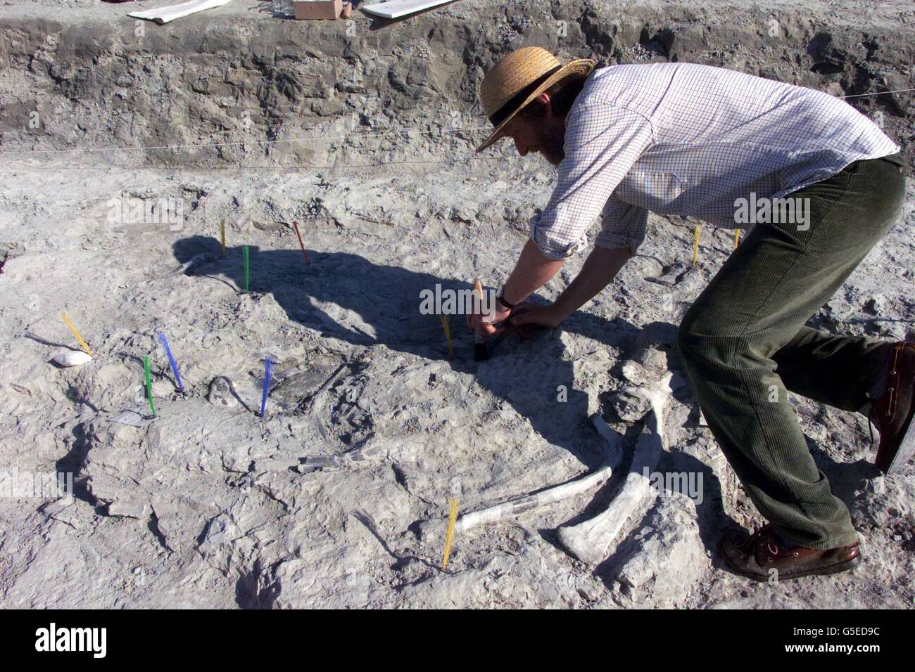 L'archéologue local Jeff Toye, avec les restes d'un dinosaure qui a parcouru la terre il y a 130 millions d'années, a été dévoilé, après avoir été découvert par les archéologues dans une fosse d'argile. * le squelette de l'Iguanodon, dont la longueur est censée être de 2.5 mètres, a été découvert lors d'un creusage dans une carrière à Ockley, Surrey. Banque D'Images