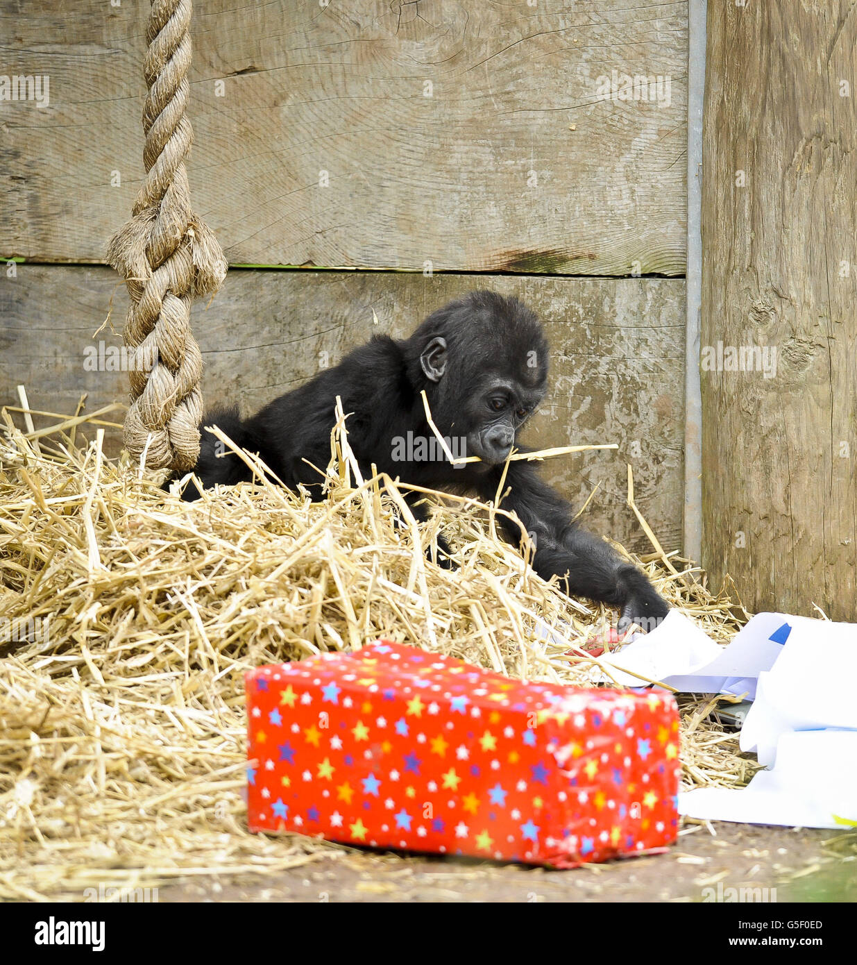 Kukena Le Petit Gorille Des Basses Terres De L Ouest Atteint Pour Une Banniere Joyeux Anniversaire Dechue A Jouer Avec Kukena Celebre Son Premier Anniversaire Le 27 Septembre Au Zoo De