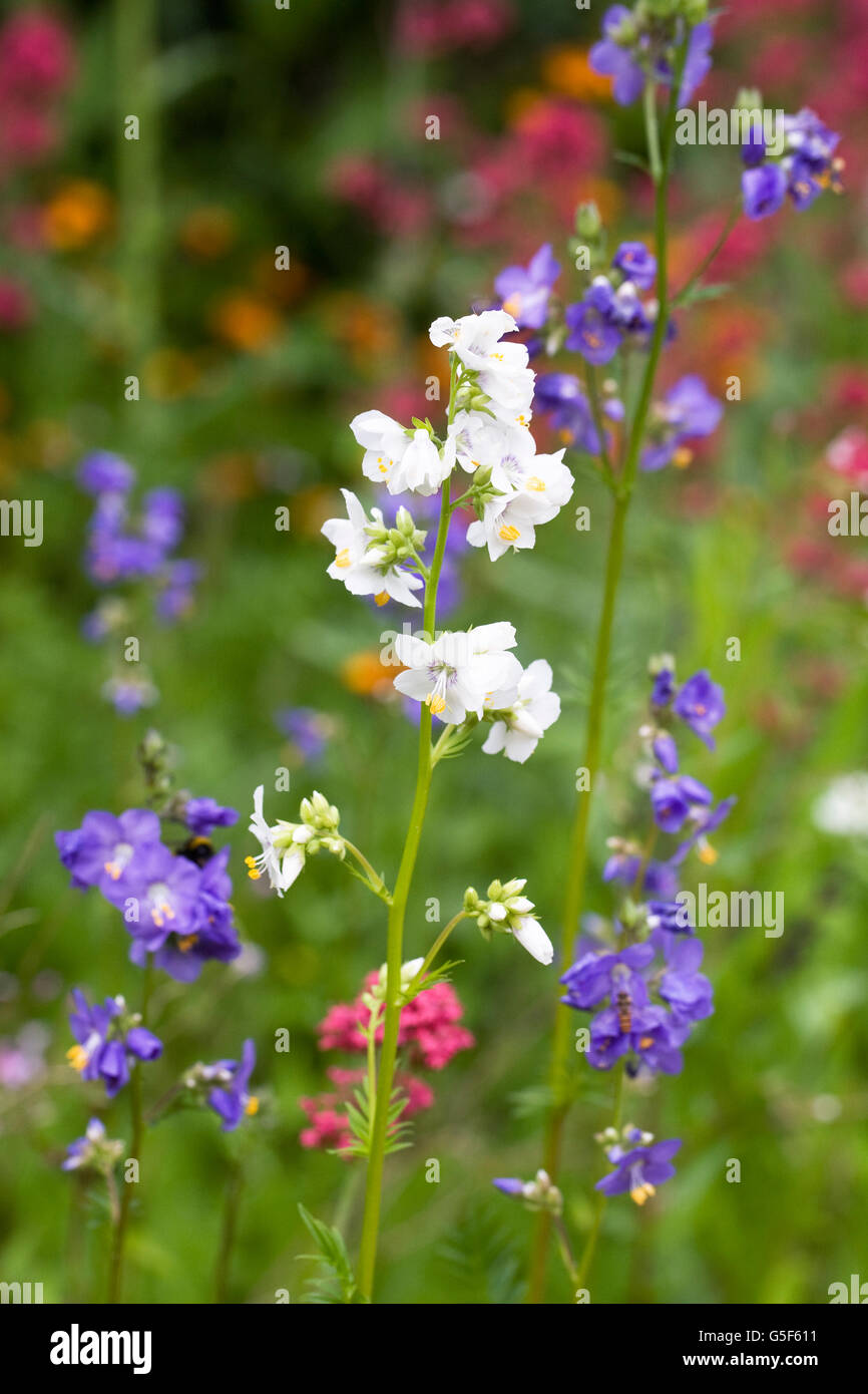 Polemonium blanc et bleu fleurs en été. Banque D'Images