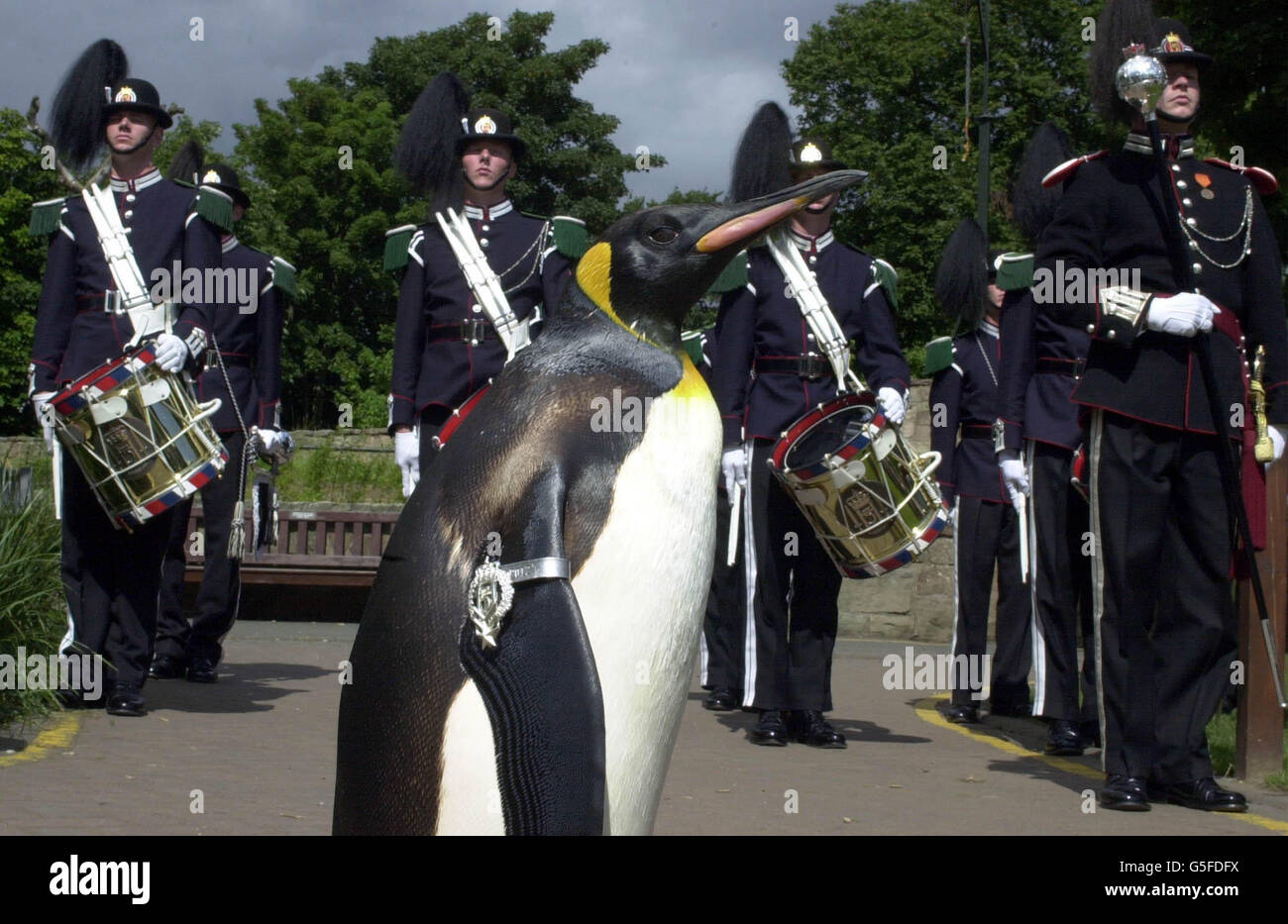 Le roi pingouin Nils Olav, âgé de deux ans, au zoo d'Édimbourg parades son insigne du bureau du sergent-major régimentaire Honoray devant la Garde royale norvégienne après que le major Nils Egelien, à la retraite, ait présenté la médaille au nom du roi Harald de Norvège. *... lors d'une cérémonie au zoo Banque D'Images