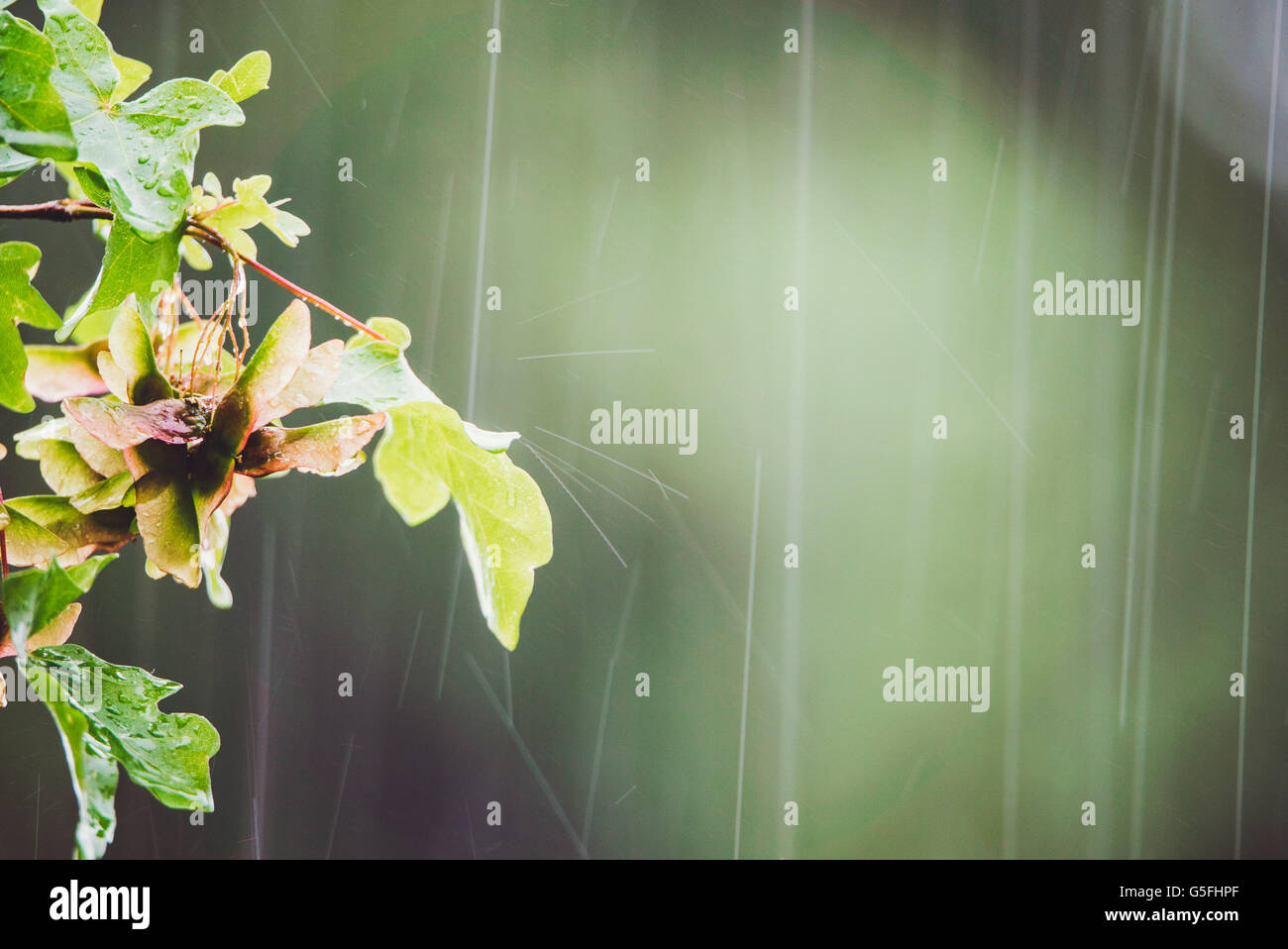 Gouttes de pluie d'été Abstract Banque D'Images