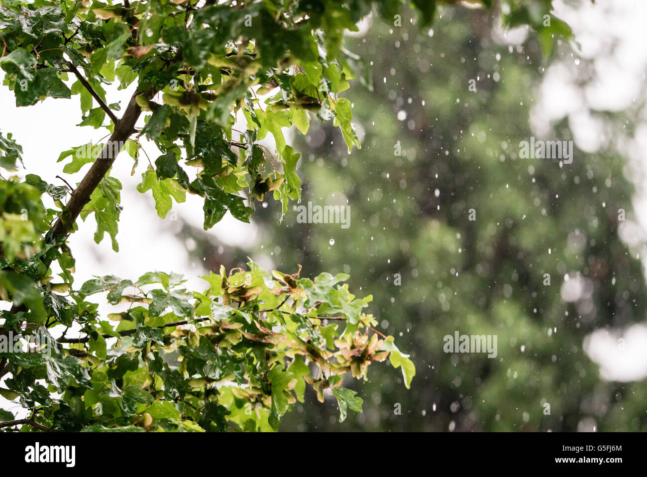 Gouttes de pluie d'été Abstract Banque D'Images