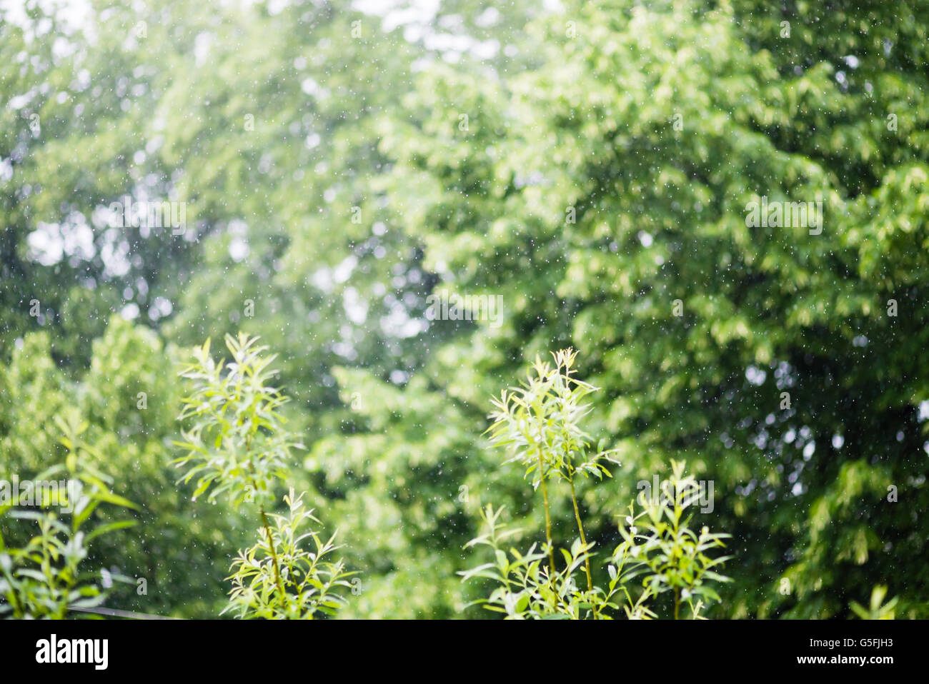 En dehors des pluies d'été battante Banque D'Images