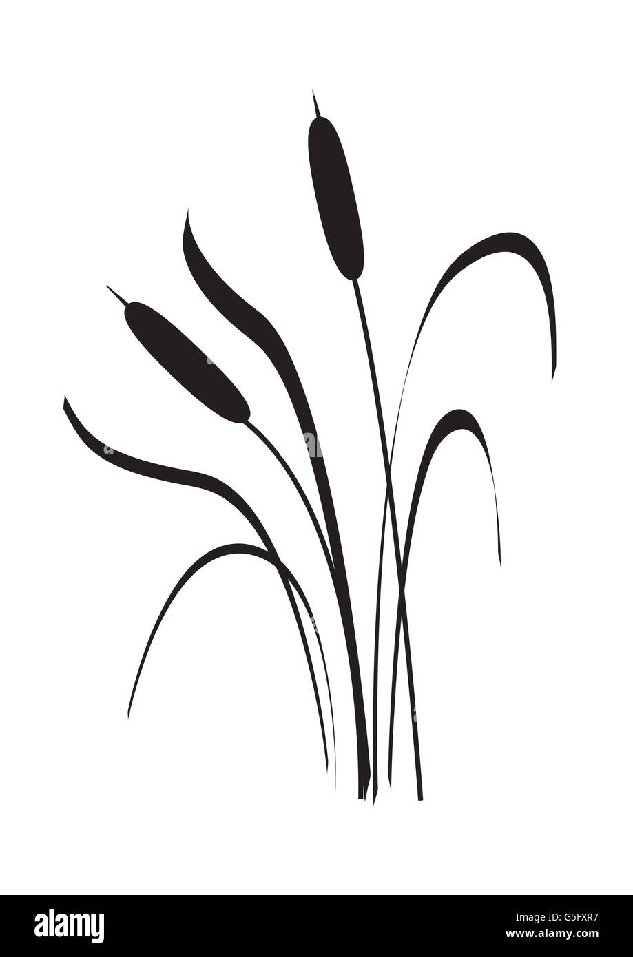 Illustration de Typha, connu comme timide ,les quenouilles ou reedmace. Banque D'Images