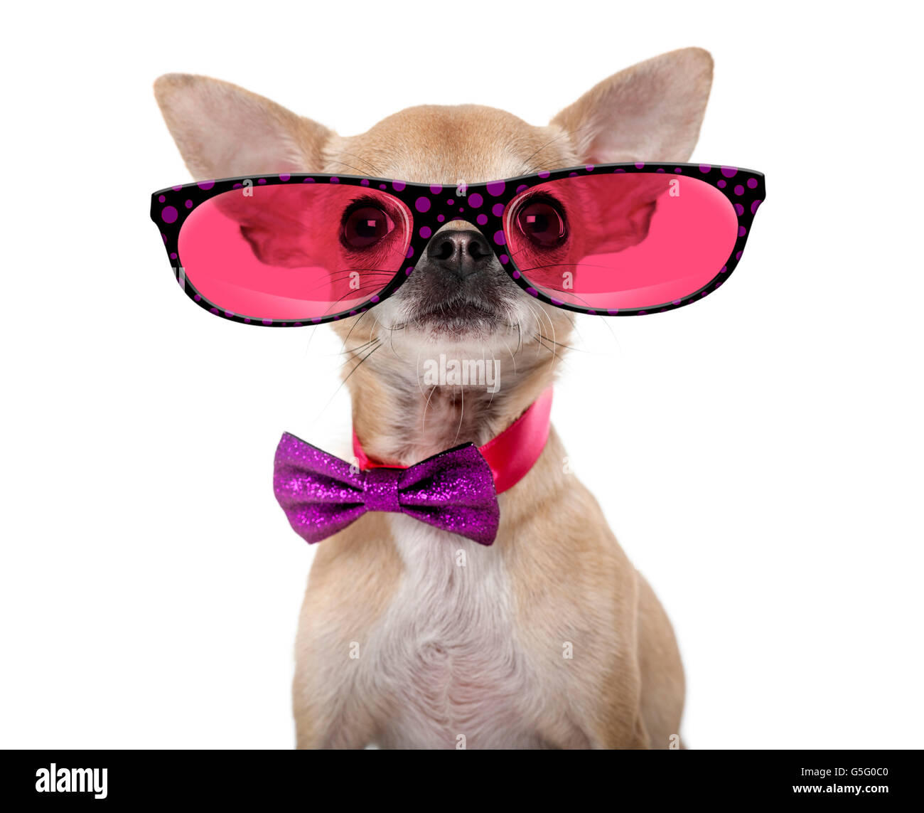Chihuahua portant un chapeau et des verres devant un fond blanc Banque D'Images