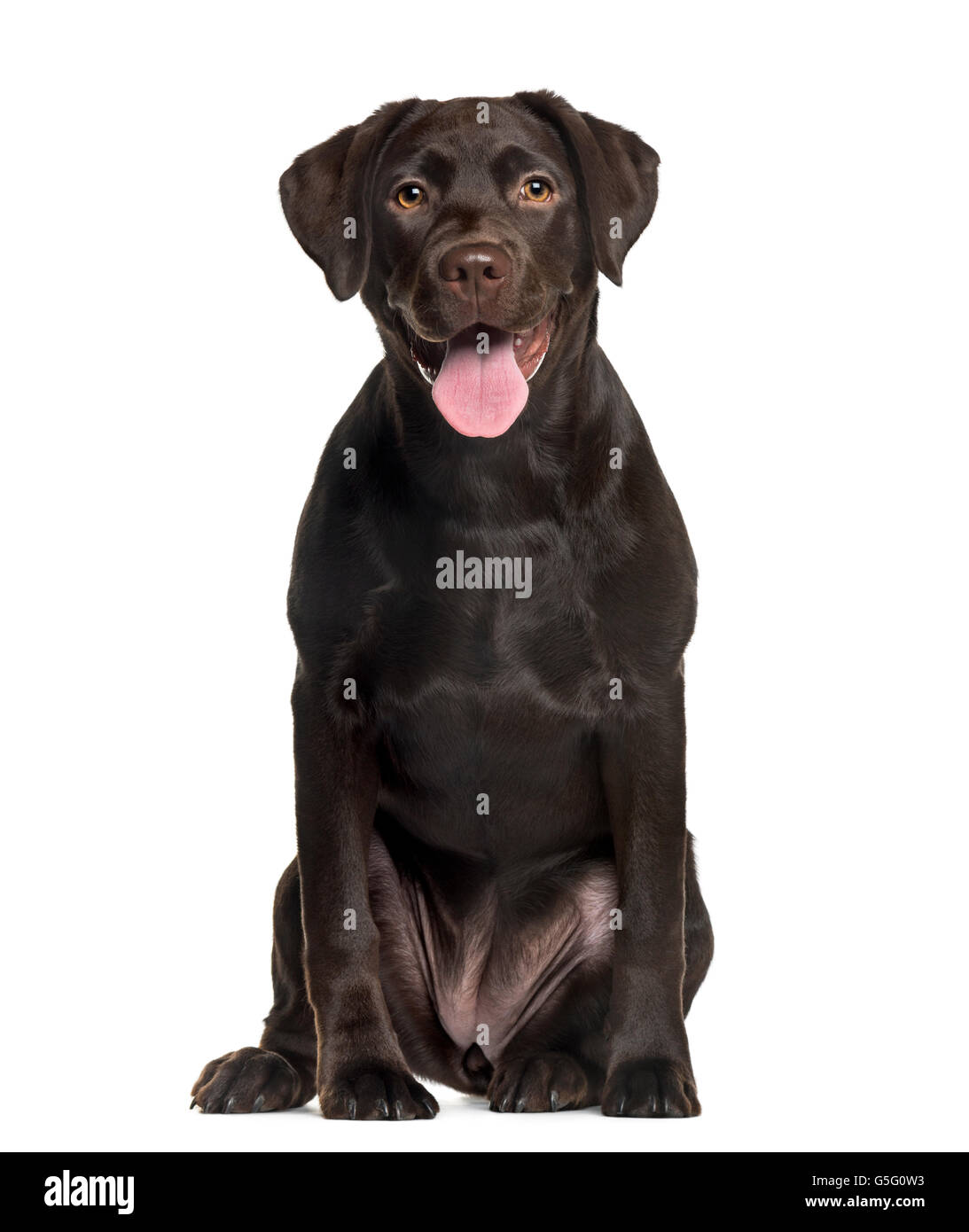 Labrador in front of white background Banque D'Images