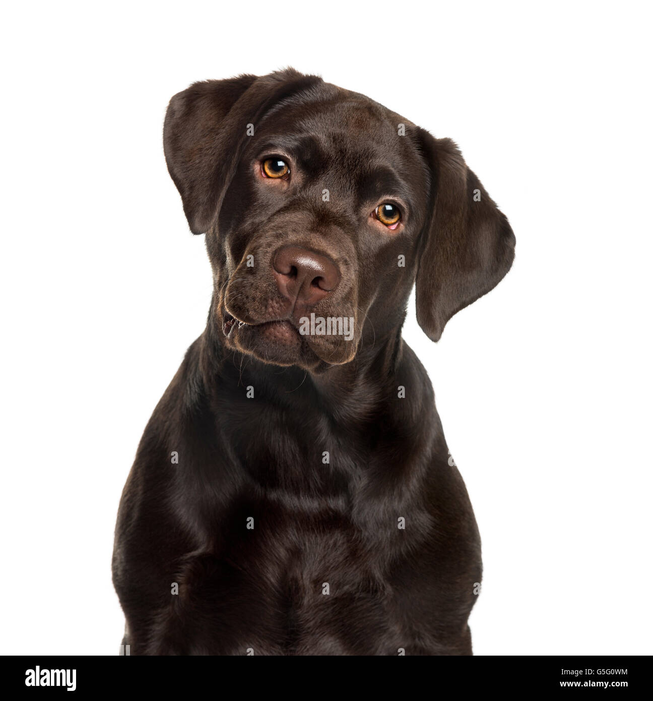 Labrador in front of white background Banque D'Images Labrador in front of white background Banque D'Images