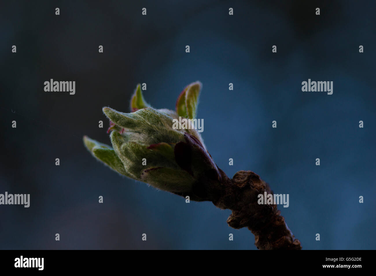 Photo en gros plan de pommiers en fleurs, fleurs rose rougeâtre commencent à apparaître au printemps sur une journée ensoleillée à Londres Banque D'Images