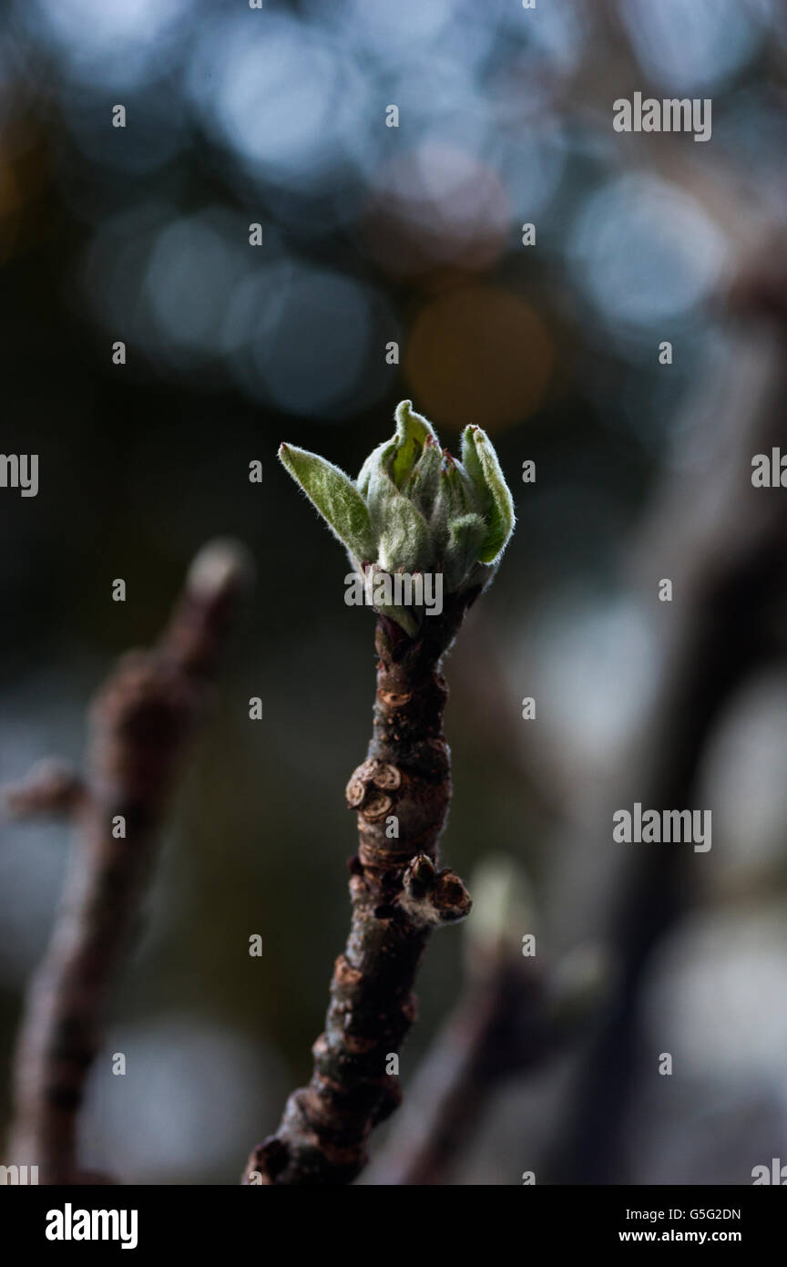 Photo en gros plan de pommiers en fleurs, fleurs rose rougeâtre commencent à apparaître au printemps sur une journée ensoleillée à Londres Banque D'Images