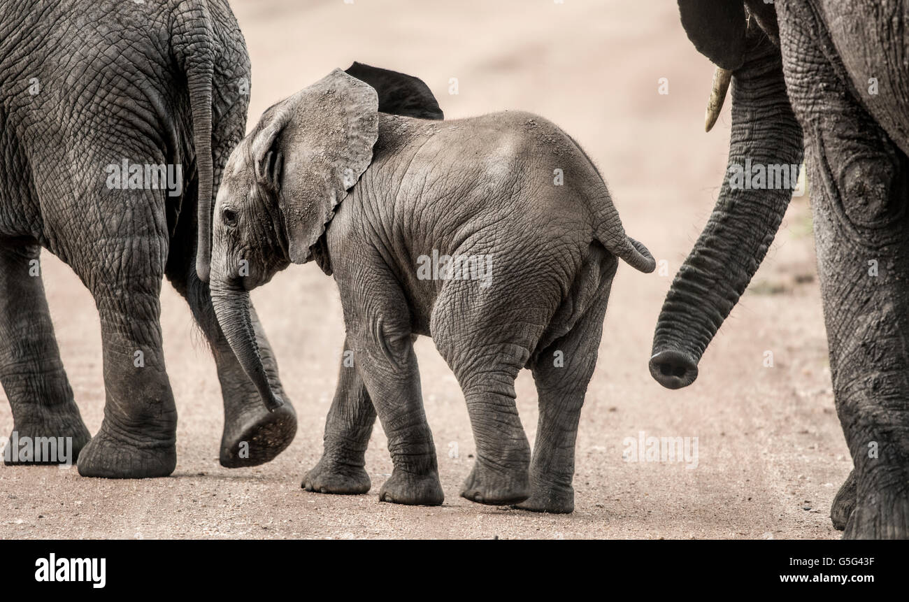 Bébé éléphant marche, Serengeti, Tanzanie Banque D'Images