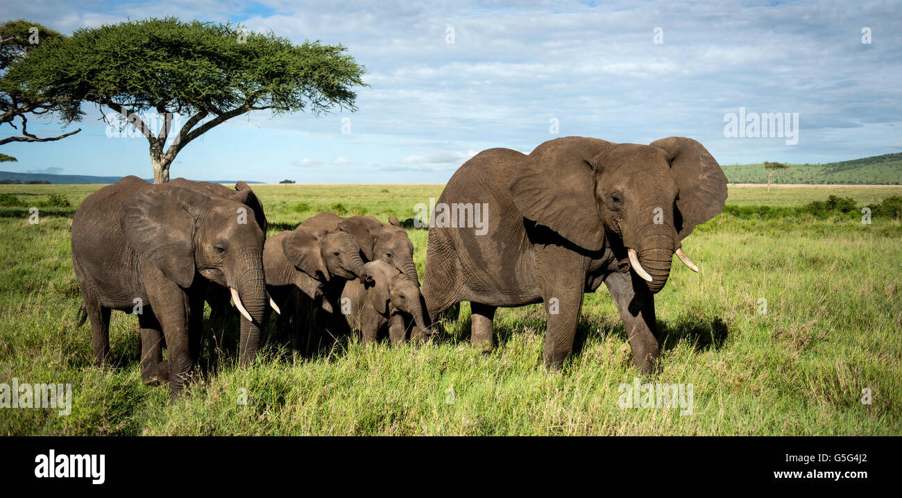 Troupeau d'Éléphants marchant, Serengeti, Tanzanie Banque D'Images
