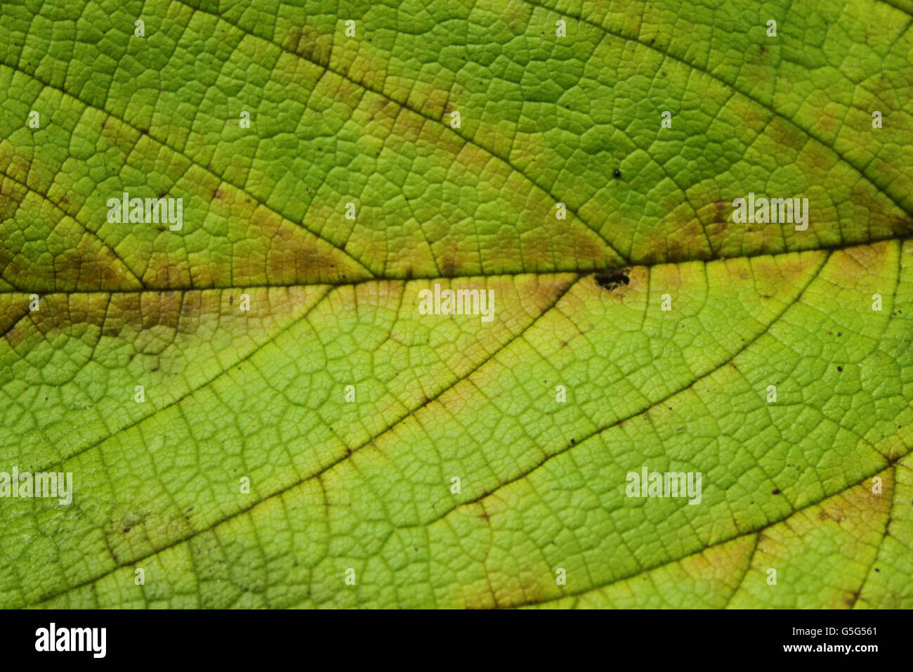 Une texture de la feuille gros plan Banque D'Images