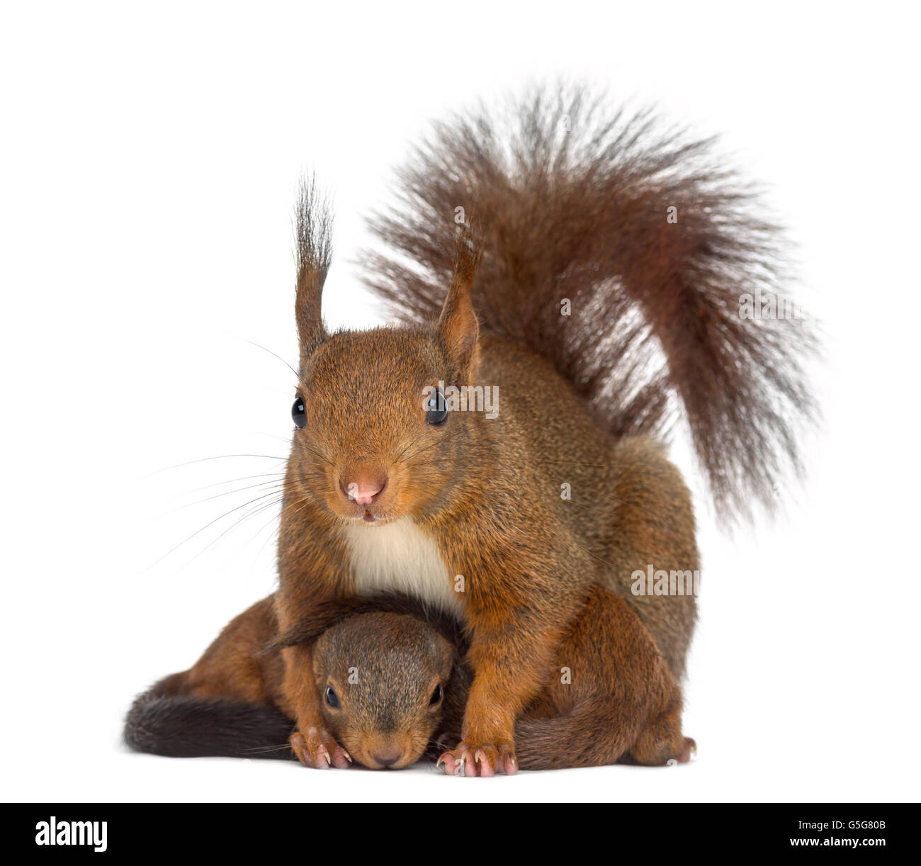 S Occuper D Un Animal Banque D Images Detourees Alamy S Occuper D Un Animal Banque D Images Detourees Alamy