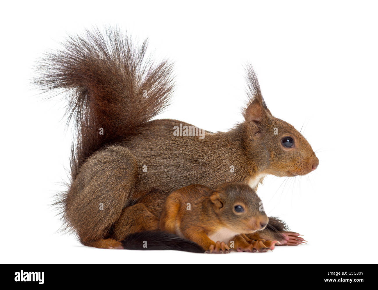 S Occuper D Un Animal Banque D Images Detourees Alamy S Occuper D Un Animal Banque D Images Detourees Alamy