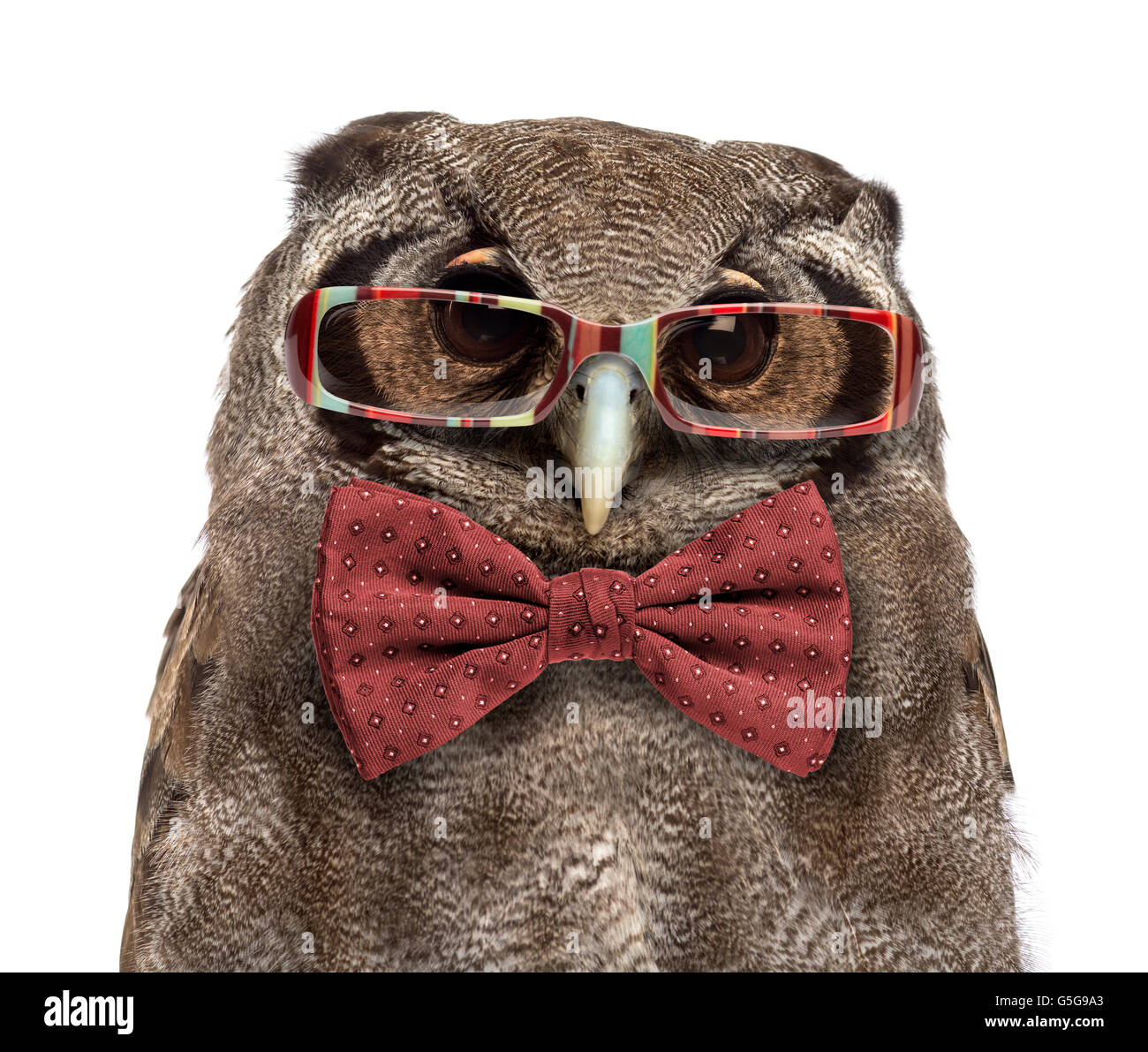 Hibou à lunettes Banque de photographies et d'images à haute résolution -  Alamy