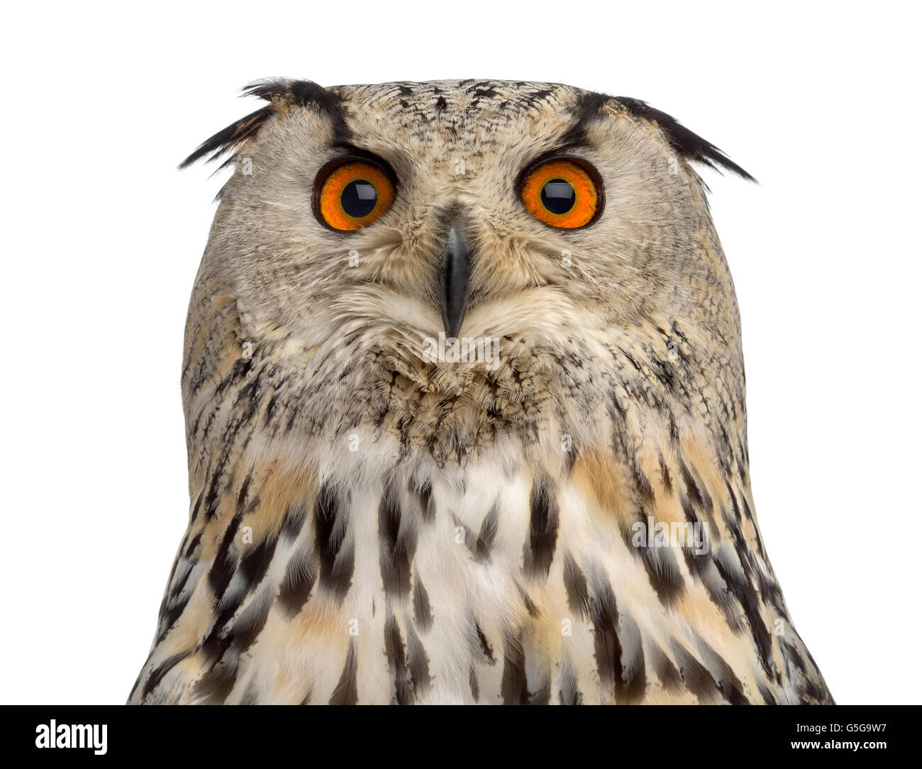Close-up du Sibérien Eagle Owl - Bubo bubo (3 ans) en face d'un fond blanc Banque D'Images