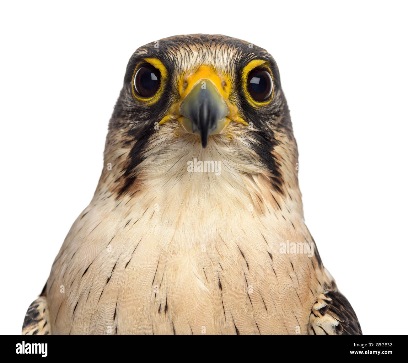 Close-up d'un Faucon Lanier - Falco biarmicus (7 ans) en face d'un fond blanc Banque D'Images