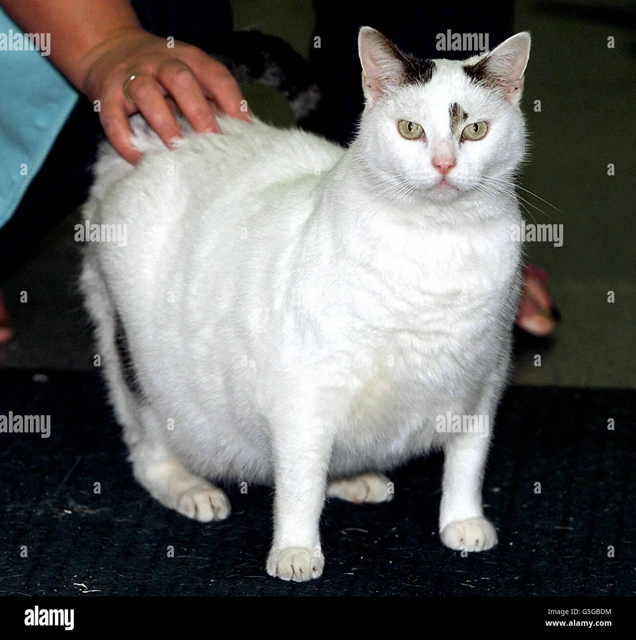 Wendy avec son chat nommé fidget, qui pèse 18 livres dans son magasin d'alimentation pour animaux de compagnie à North Shields, North Tyneside. Le moggie, âgé de 14 ans, a la gestion du magasin où il vit, et s'aide régulièrement à tout ce que la nourriture prend son envie. *pendant la journée, le fidget gras se lazes sur le comptoir de la boutique , et après la fermeture a la course de la boutique toose, avec lit à l'étage. *20/10/04: Le fidget, l'un des félins les plus félins de la Grande-Bretagne, qui a dit le propriétaire, s'est aminé en utilisant le régime de C-Atkins. Une fois pesant à 22lb, le fidget, de North Sheilds, North Tyneside, est maintenant la moitié du chat qu'il a utilisé Banque D'Images