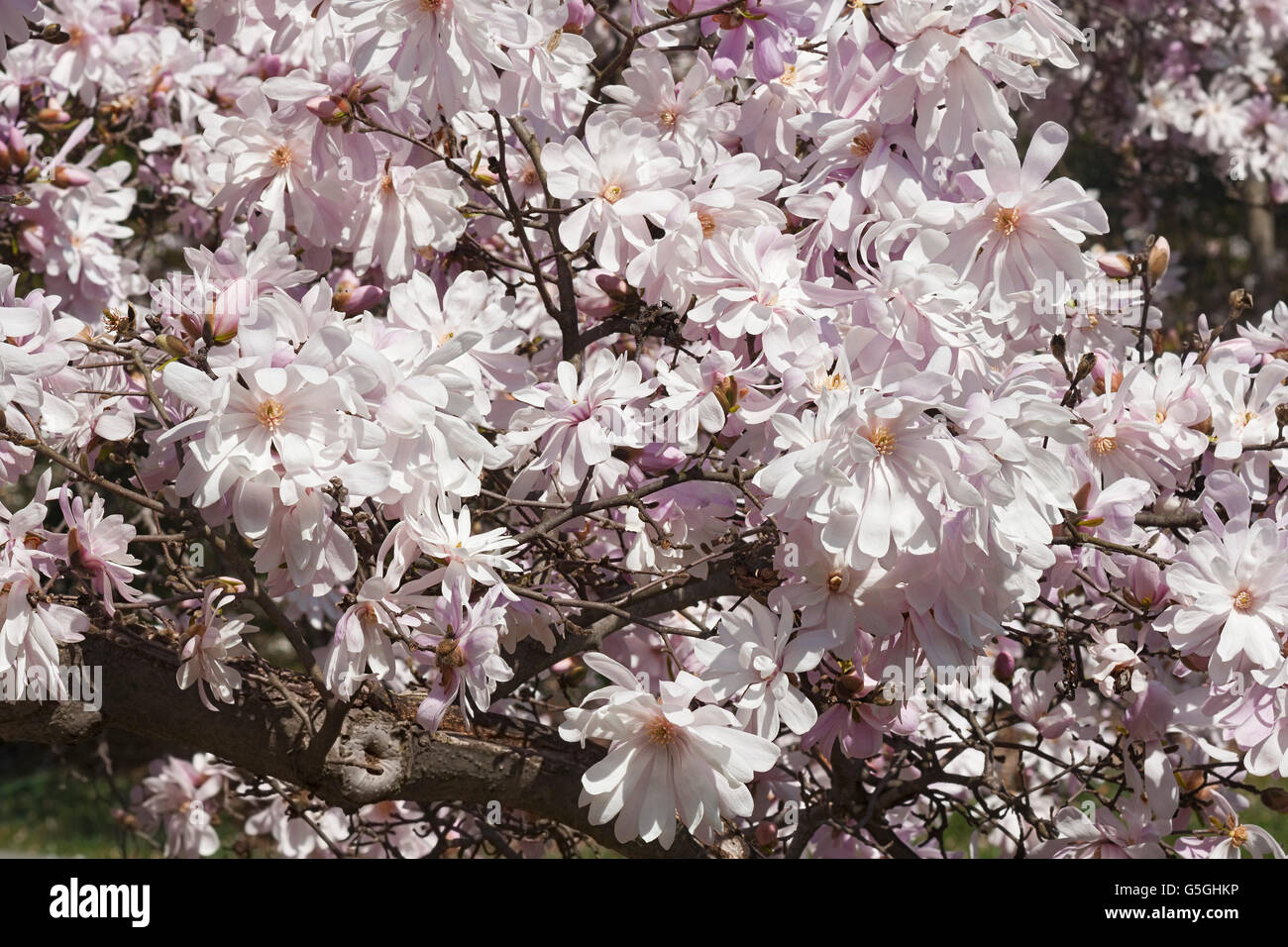 Magnolia rose de star Banque D'Images