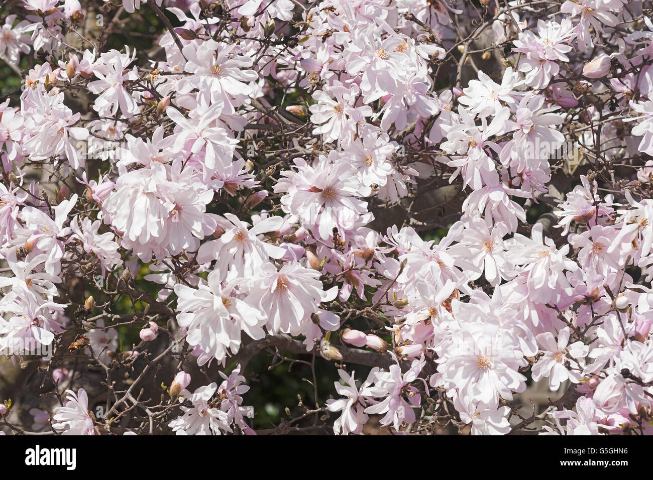 Magnolia rose de star Banque D'Images