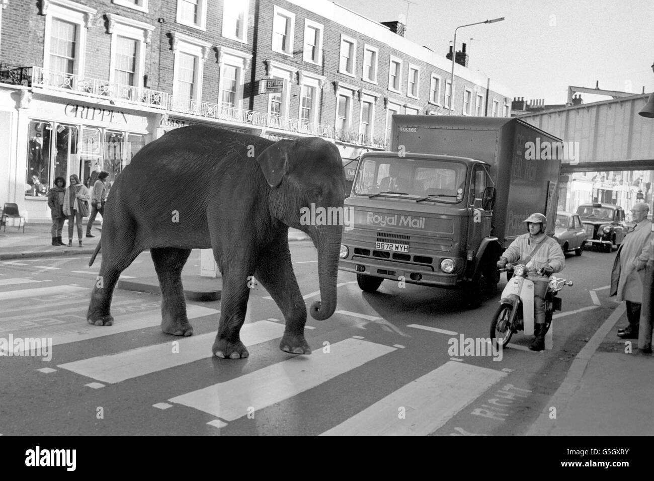 Rani l'éléphant arrête la circulation alors qu'elle utilise une traversée piétonne dans l'écluse de Camden à Londres. Le stunt publiait les prochains spectacles du cirque de Noël de Gerry Cottle. Banque D'Images