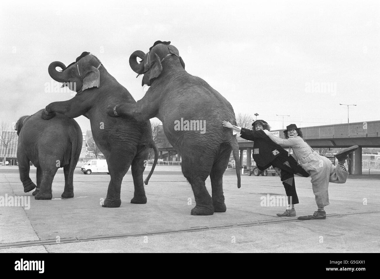 Les éléphants, de gauche à droite, Susy, Janie et Sarah, avec les clowns Harry Hazzard et Always Hazzard, s'entraîner avant l'ouverture du cirque de Noël de Gerry Cottle au centre de conférence Wembley, Londres. Banque D'Images