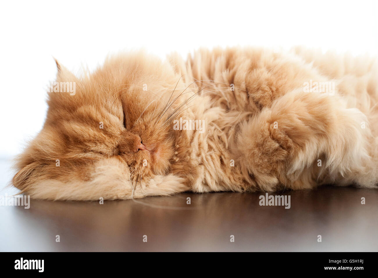 Chat persan dormir sur le tableau Banque D'Images