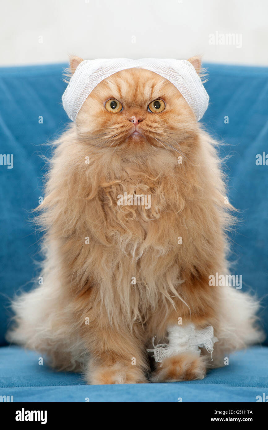 Chat persan avec bandages sitting on couch Banque D'Images