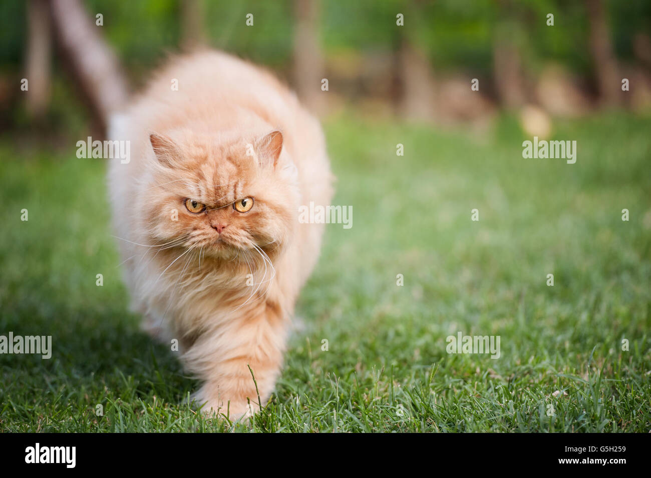 Chat persan en colère walking Banque D'Images