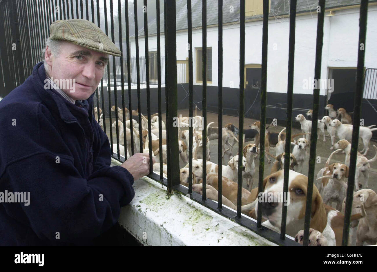 Ian Farquhar, co-maître de la chasse de Beaufort avec le duc de Beaufort Hounds le duc de Beaufort fonde dans les chenils, en attendant le début de la saison de chasse à Badminton House, dans le sud du Gloucestershire. * la chasse a été suspendue en février 2001 après la découverte des premiers cas de fièvre aphteuse. Banque D'Images